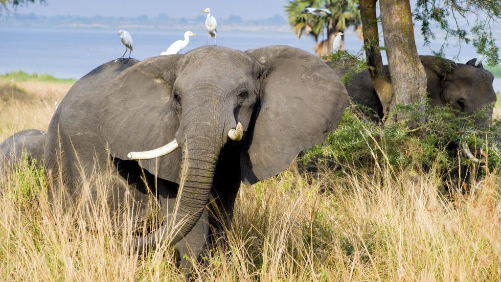 Elefanten in der Steppe Afrikas