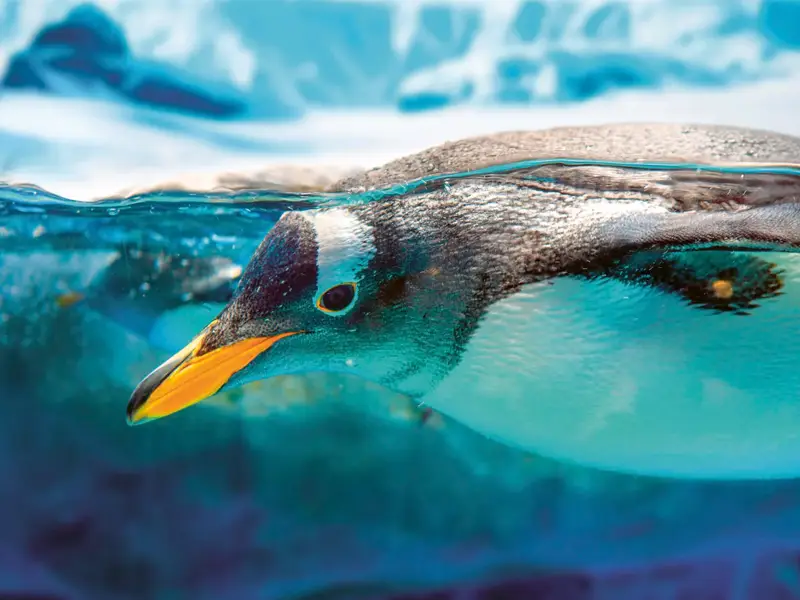 wagner-reisen-reisebuero-rosenheim-expeditionsreisen-buchen-hurtigruten-antarktis-entdecken-hurtigruten-expeditions-antarktis-route-pinguine